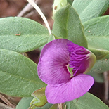 Polygala amatymbica